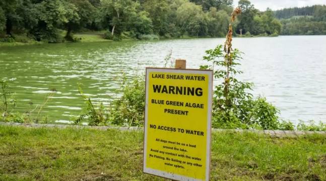 Pollution can lead to the formation of excessive blue-green algae blooms