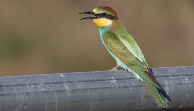 Bee-eater, UK